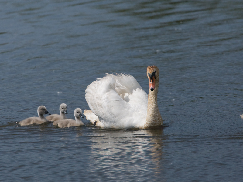 Cygnus olor Knobbelzwaan Mute Swan